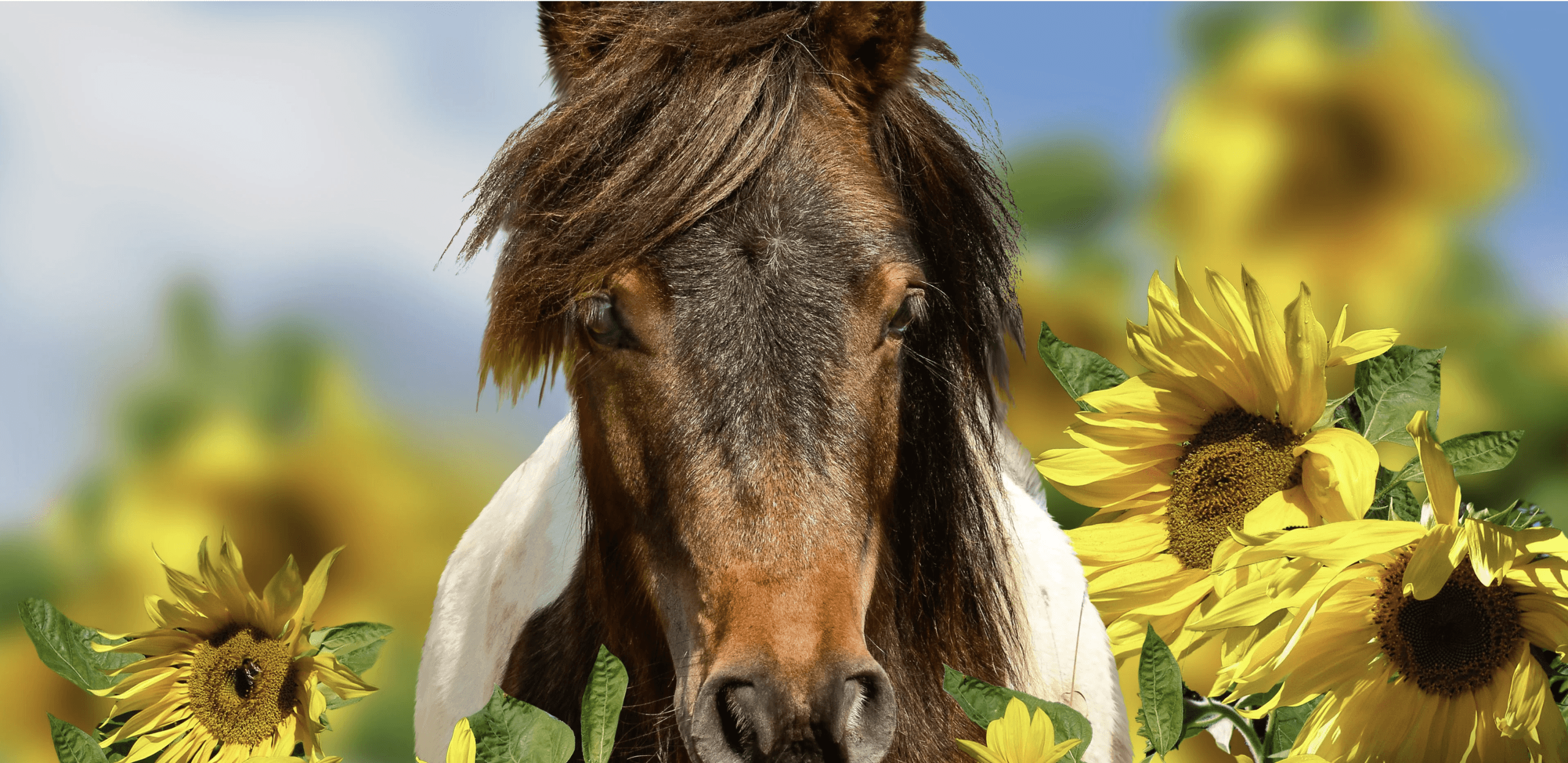 WHY WE FEED SEEDS, NOT SEED OILS, TO OUR HORSES!